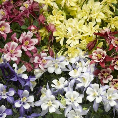 Aquilegia caerulea Kirigami&trade; Mix