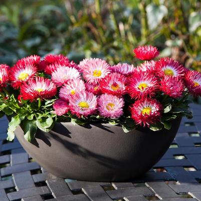 Bellis perennis Bam Bam&trade; Mix 