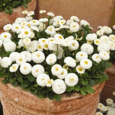 Bellis perennis Bellissima&trade; White
