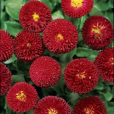 Bellis perennis Bellissima&trade; Red