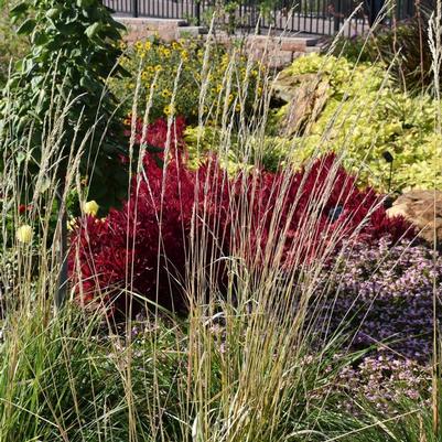 Calamagrostis acutiflora Karl Foerster