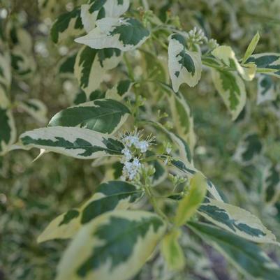 Callicarpa dichotoma f. albifructa Duet
