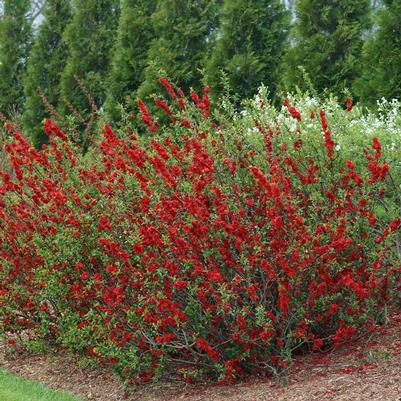 Chaenomeles speciosa Double Take&reg; Scarlet