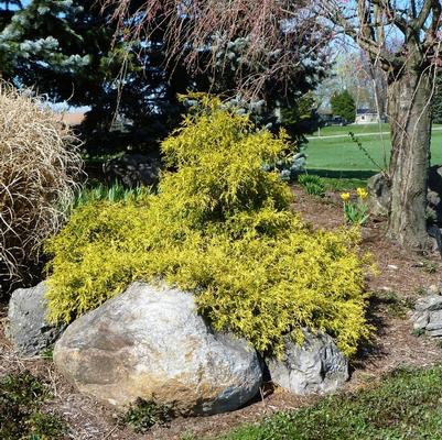 Chamaecyparis pisifera Mops