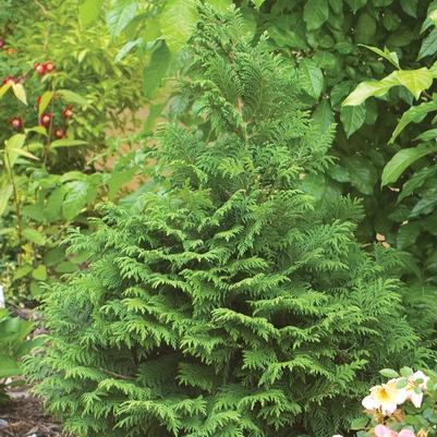 Chamaecyparis pisifera Soft Serve&reg; 