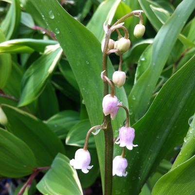 Convallaria majalis var. rosea 