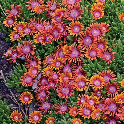 Delosperma Fire Spinner&reg;