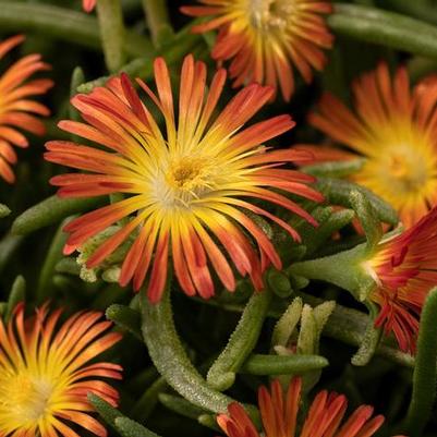 Delosperma cooperi Delmara&trade; Orange