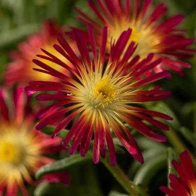 Delosperma cooperi Delmara&trade; Fuchsia