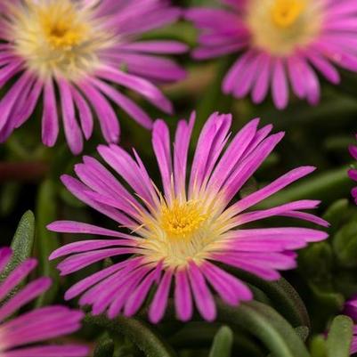 Delosperma cooperi Delmara&trade; Pink