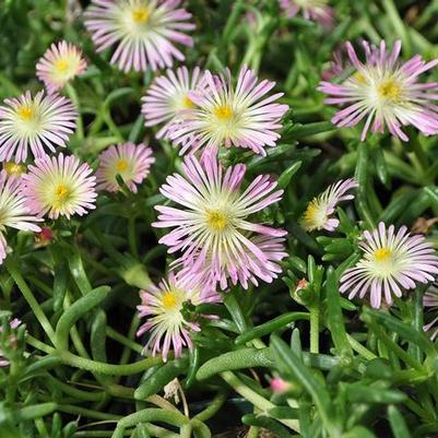 Delosperma cooperi Delmara&trade; Pink Halo