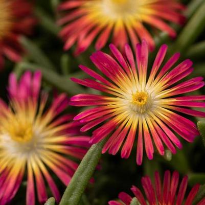 Delosperma cooperi Delmara&trade; Red