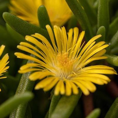 Delosperma cooperi Delmara&trade; Yellow