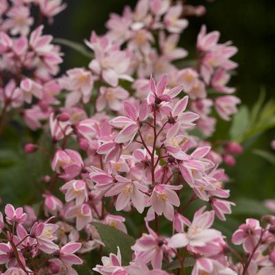 Deutzia Yuki Cherry Blossom&reg;