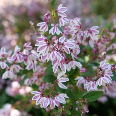 Deutzia Yuki Kabuki&reg;