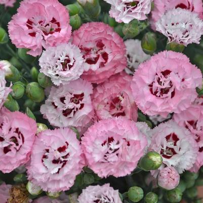 Dianthus Pretty Poppers&trade; Appleblossom Burst