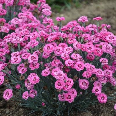 Dianthus Pretty Poppers&trade; Cute as a Button