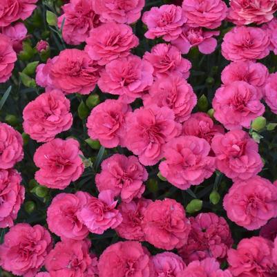 Dianthus Pretty Poppers&trade; Double Bubble
