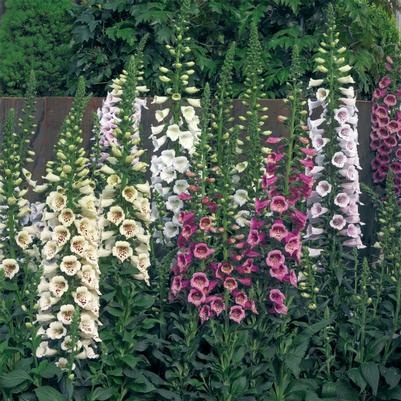 Digitalis purpurea Camelot&trade; Mix