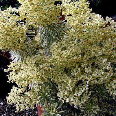 Euphorbia Sahara&trade; Tasmanian Tiger