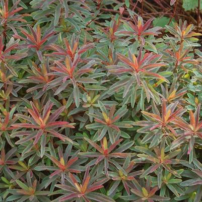 Euphorbia polyanthemus Bonfire