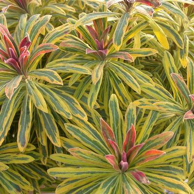 Euphorbia x martinii Sahara&trade; Ascot Rainbow