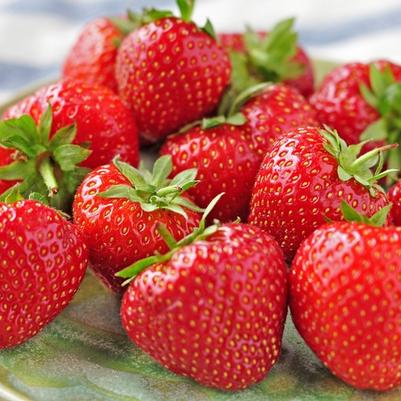 Fragaria Eversweet