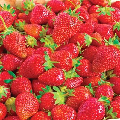 Fragaria Ozark Beauty