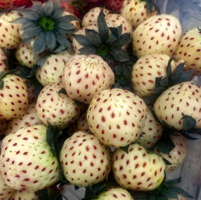 Fragaria White Carolina