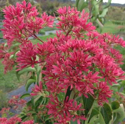 Heptacodium miconioides Temple of Bloom&reg;