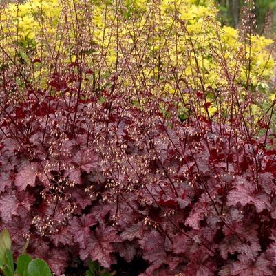 Heuchera Amethyst Myst