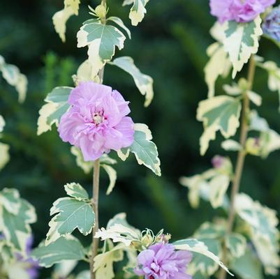 Hibiscus syriacus Sugar Tip&reg; Gold