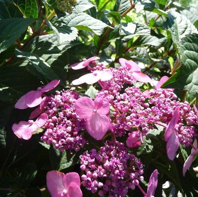 Hydrangea macrophylla Twist-n-Shout
