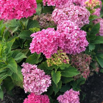 Hydrangea macrophylla Starfield&trade;
