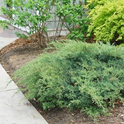 Juniperus chinensis Montana Moss&reg;