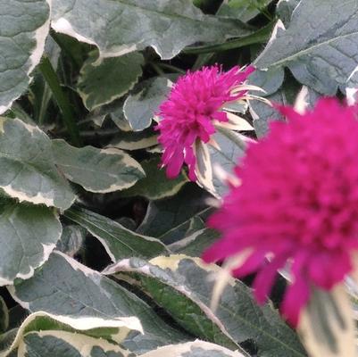 Knautia macedonica Thunder and Lightning