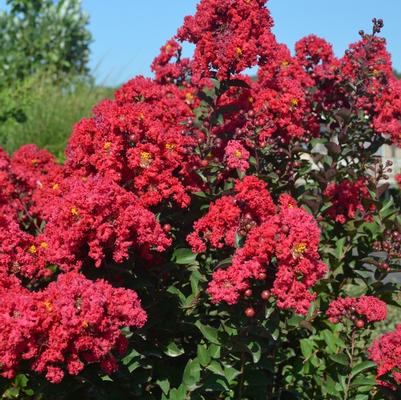 Lagerstroemia Princess&trade; Holly Ann