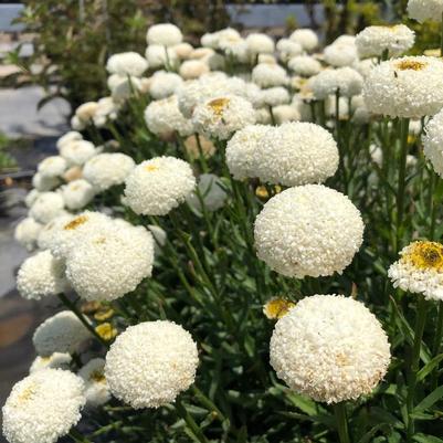 Leucanthemum x superbum Realflor&reg; CC Real Tiny Bubbles