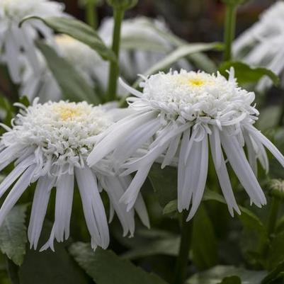 Leucanthemum x superbum Carpet Angel&reg;