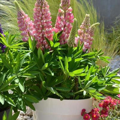 Lupinus polyphyllus Mini Gallery&trade; Pink Bicolor