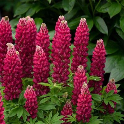 Lupinus polyphyllus Mini Gallery&trade; Red