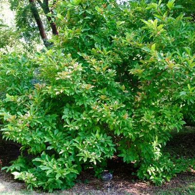 Magnolia Susan