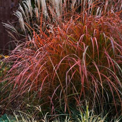 Miscanthus sinensis Mystal&trade; Fire Dragon