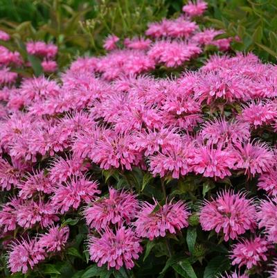 Monarda didyma Sugar Buzz&reg; Bubblegum Blast