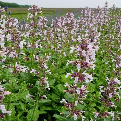 Nepeta x faassenii Whispurr&trade; Pink