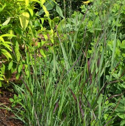 Panicum virgatum Ruby Ribbons
