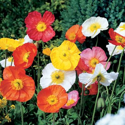 Papaver nudicaule Spring Fever&trade; Mix