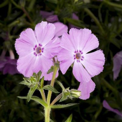 Phlox subulata Phlox Trot&trade;