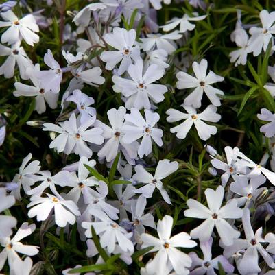 Phlox subulata Early Spring&trade; Lavender