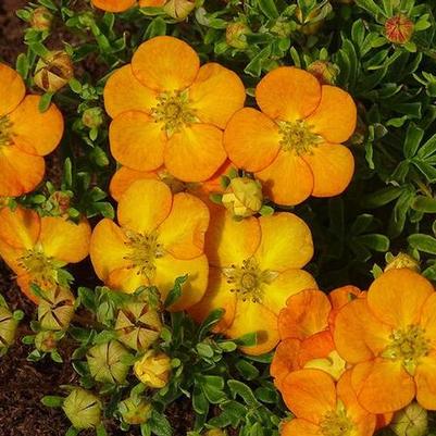 Potentilla fruticosa Bella Sol&reg;